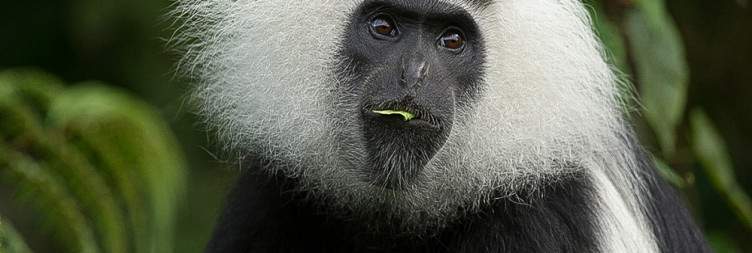 Chimpanzee Tracking in Nyungwe National Park