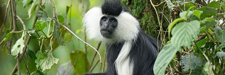 End of Trip with Chimpanzees Traking