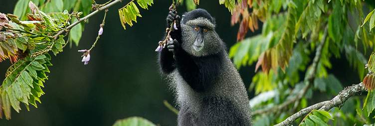 Transfer To Nyungwe National Park