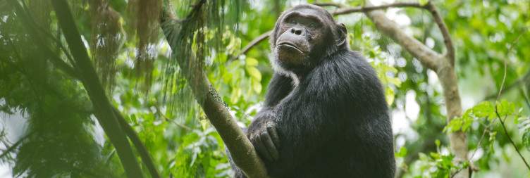 Pick Up and Transfer to Nyungwe National Park