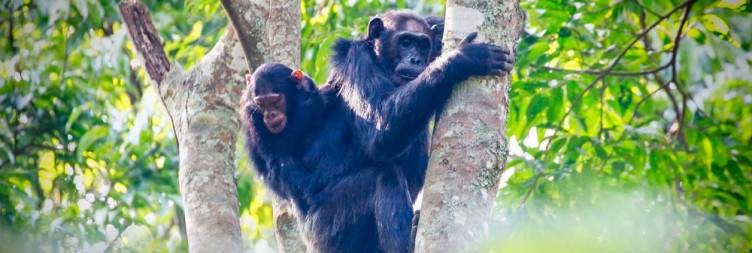 Chimpanzee Trek & Canopy Walk Adventure