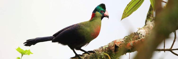 Kibuye-Nyungwe