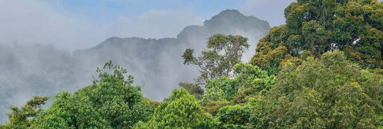 Flight to Kamembe Airport - Nyungwe National Park Area