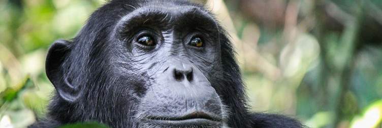 Chimpanzee trekking and canopy walk experience in Nyungwe National park rainforest adventure safari,