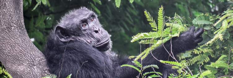 Chimpanzee Trekking & Colobus Monkey Tracking