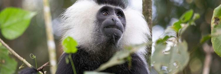 Nyungwe Forest visit and Canopy adventure