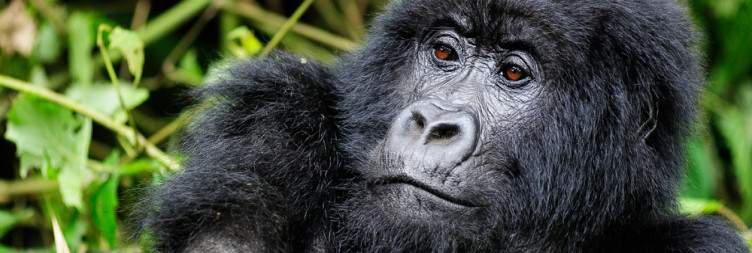 Gorilla Trekking Adventure in Volcanoes National Park