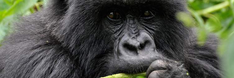 Mountain Gorilla Trekking