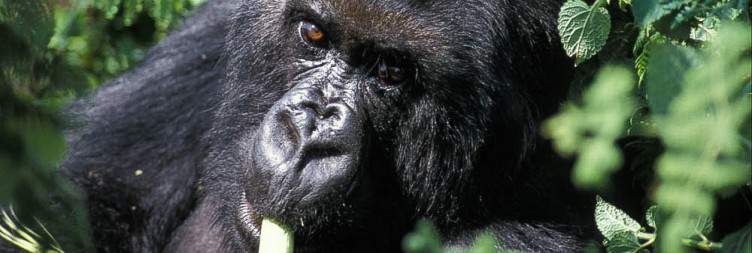 Gorilla Trekking in Volcanoes National Park