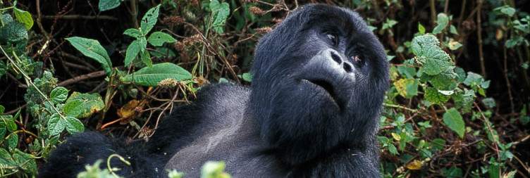 Gorilla Trekking in Volcanoes National Park