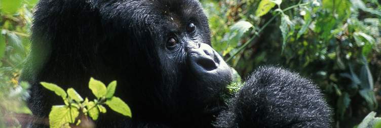 Gorilla Trekking in Volcanoes National Park