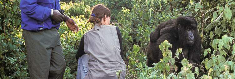 Mountain gorillas tracking