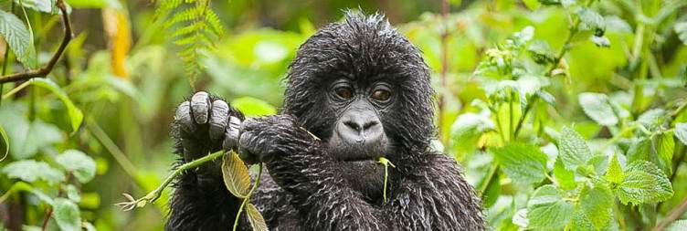 Gorilla Trekking in Volcanoes National Park
