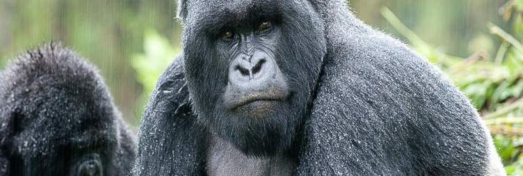 Gorilla Trekking in Volcanoes National Park
