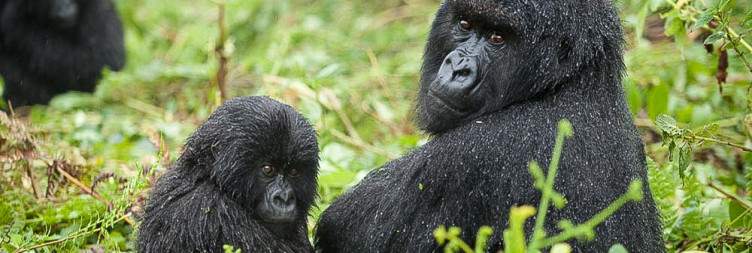 Gorilla Trekking in Volcanoes National Park