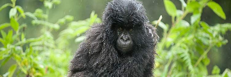 Nature & Cultural Experience Around Volcanoes National Park