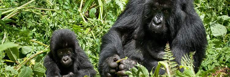 Kigali-Volcanoes National Park