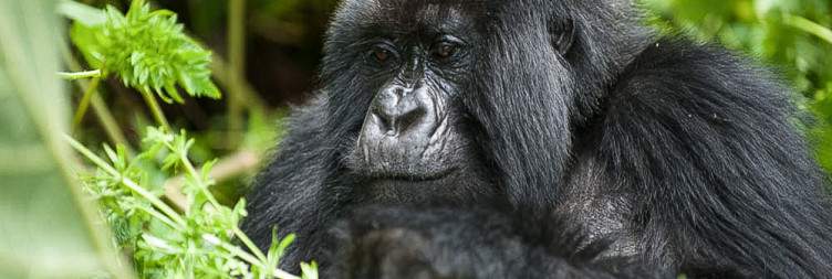 Kigali - Volcanoes National Park