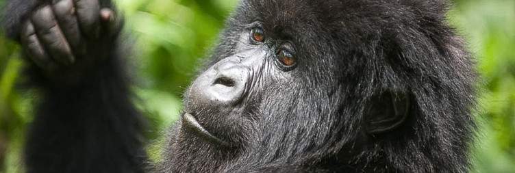 Mountain gorilla trekking