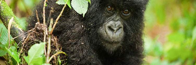 Arrival in Kigali – Transfer to Volcanoes National Park