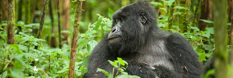 Gorilla tracking experience in Volcanoes national park - Rwanda to see mountain gorillas in the wild