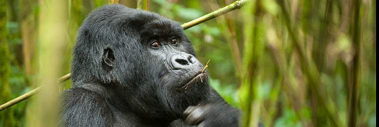 Kigali to Volcanoes National Park with Museum Visits