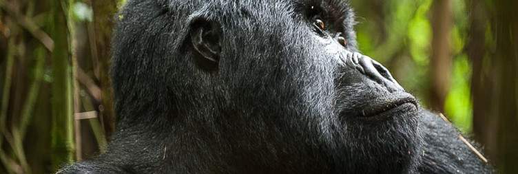 Arrival in Kigali – Transfer to volcanoes NP