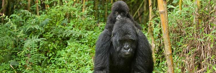 Kigali to Volcanoes National Park
