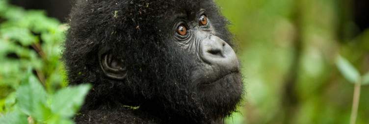 First Gorilla Trekking in Volcanoes National Park