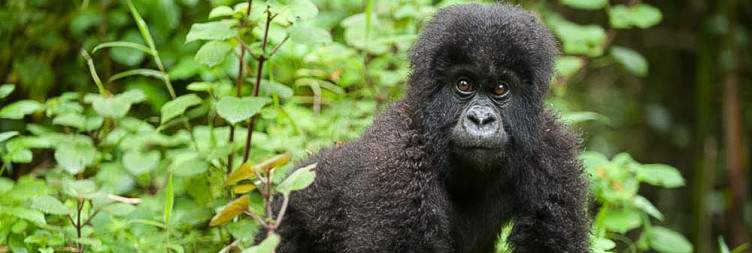 Kigali - Volcanoes NP & Gorilla Museum Tour