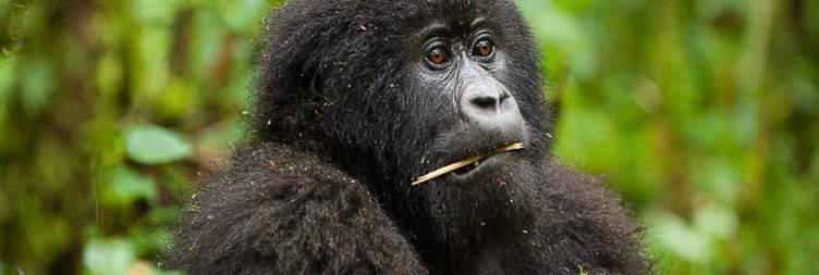 Hike to the Dian Fossey Tomb & Karisoke Research Center