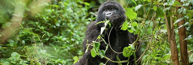 Gorilla trek, Ellen DeGeneres & Gorilla Guardians Village