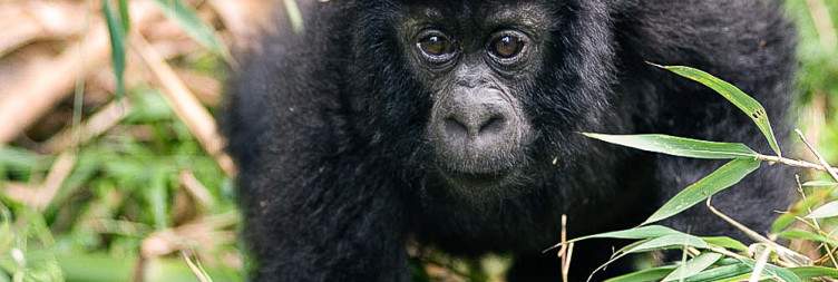 Gorilla Trek and Transfer to Volcanoes National Park