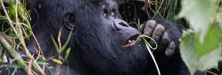 Volcanoes National Park, Gorilla Trekking, Twin Lakes Visit and Community Walk