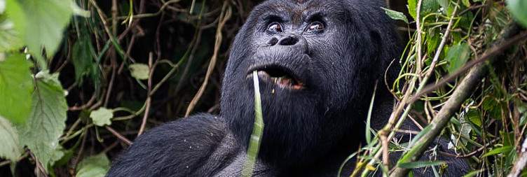 Pickup and transfer for Gorilla trekking in Volcanoes National Park