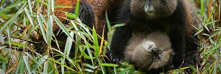 Golden Monkey Trekking or Dian Fossey Hike