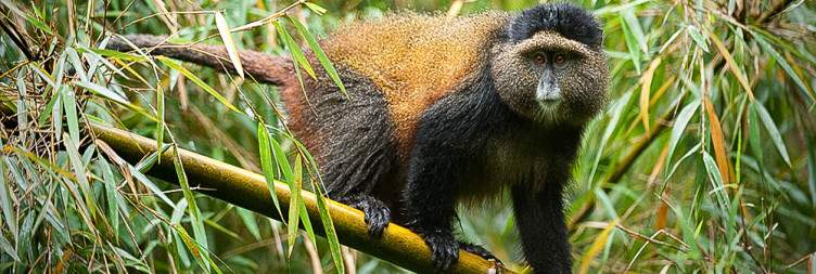 The golden monkeys hike