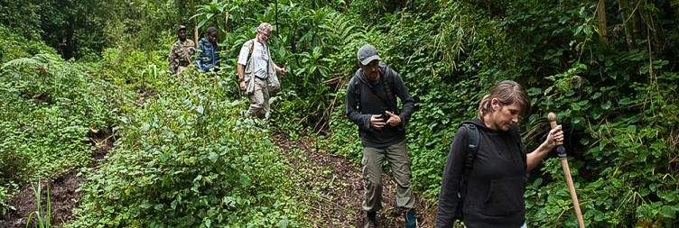 Golden Monkey Trekking and Return to Kigali