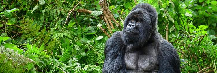 Gorilla tracking experience