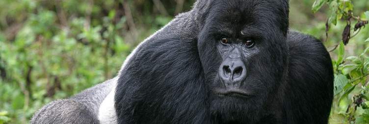 Gorilla Trekking Adventure in Volcanoes National Park