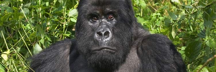 Kigali-Gorilla trekking Evening community visit
