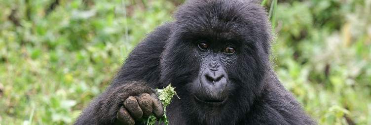 Kigali City Tour & Transfer to Volcanoes National Park