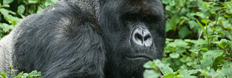 Golden Monkey Tracking & Musanze Caves