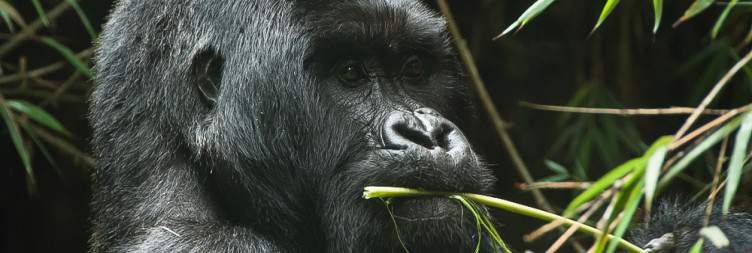 Arrival in Kigali – Transfer to Volcanoes National Park for an Overnight