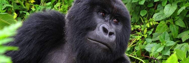 Gorilla trekking and cultural visit