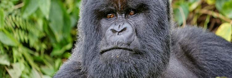 Volcanoes - Kigali; Golden monkeys