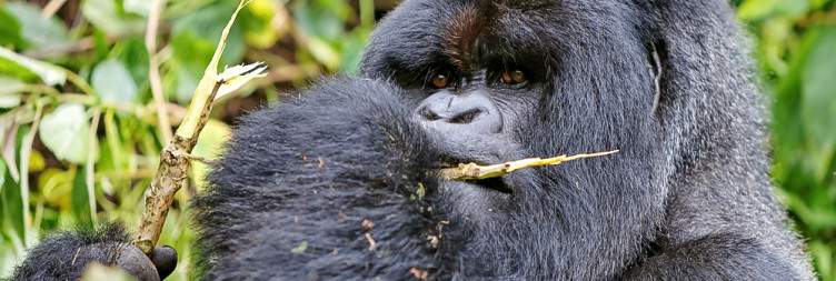 Mountain Gorilla Trekking Volcanoes National Park