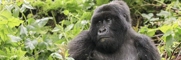 Gorilla Trekking in Volcanoes National Park