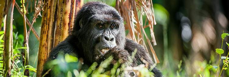 Gorilla Trekking Experience in Volcanoes National park