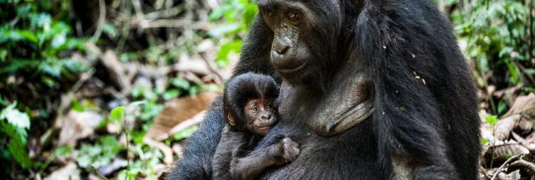 Transfer from Kigali to Volcanoes National park